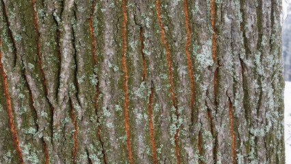 Closeup of tree bark