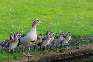 Mother Goose and Goslings by the Water