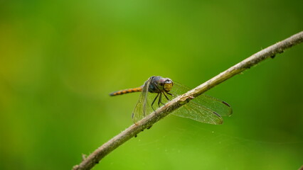 Close-up of dragonfly perched on a tree branch