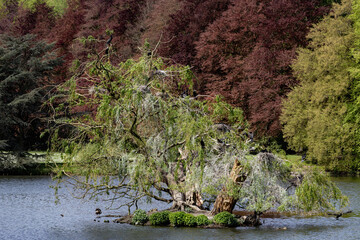 A tree is sitting on a small island in a pond