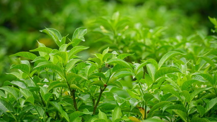 Natural green leaf background