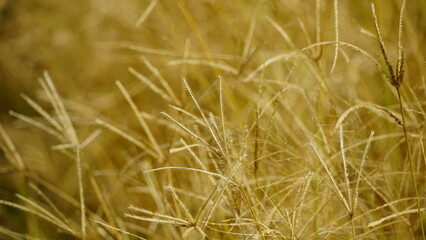 Yellow grass on agricultural fields