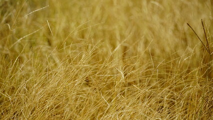 Yellow grass on agricultural fields