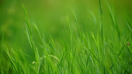 Wild green grass background