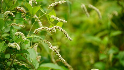 Close-up of Polygonum lapathifolium flower blooming