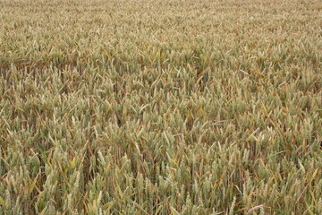 Ein Feld mit Weizen, in Lippetal Büninghausen an der Buschstraße.