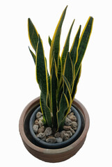 aloe vera plant in a pot