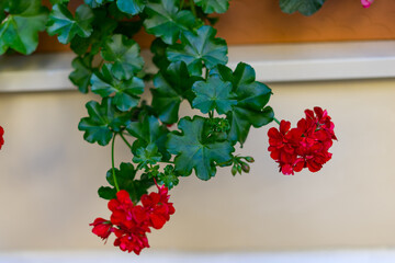 Blooming geranium on the background of a wall