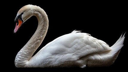 A white swan rests peacefully against a black background