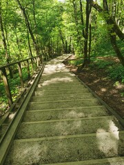 Obraz premium path in the forest