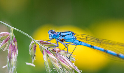 dragonfly on a branch