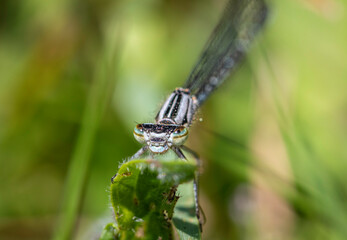 blue dragonfly on a leaf
