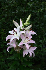 元気に咲く美しいユリの花