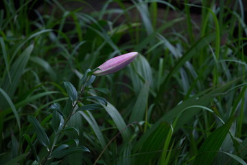 Obraz premium ユリの蕾