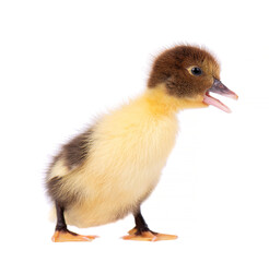 Newborn duckling isolated on white background. Little yellow brown duck. Farm animals.
