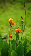 Close-up of wild Canna generalis flowers blooming