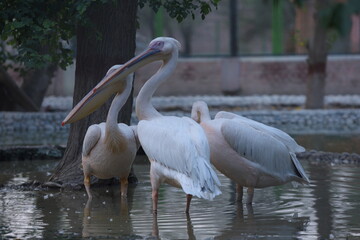 pelicans on the beach