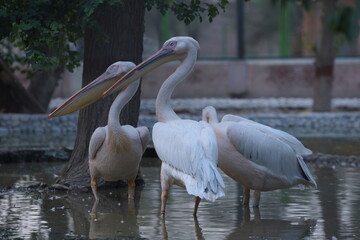 pelicans on the water