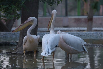 pelicans on the beach