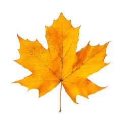 Fototapeta premium Detailed orange maple leaf stands out against a transparent grid background
