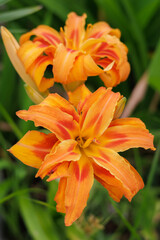 H&eacute;m&eacute;rocalle orange