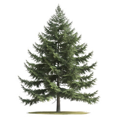 Obraz premium High-resolution image of a single evergreen tree, isolated with a transparent background for easy design integration