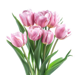 Fototapeta premium Fresh pink tulips with green leaves, ready for use in design projects