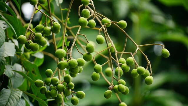 Close-up of Baccaurea ramiflora fruit on the tree