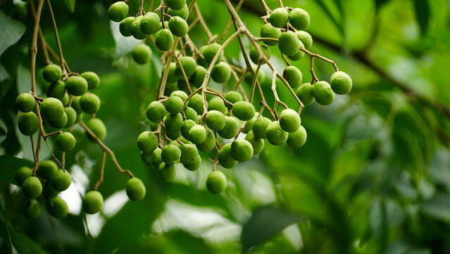Close-up of Baccaurea ramiflora fruit on the tree