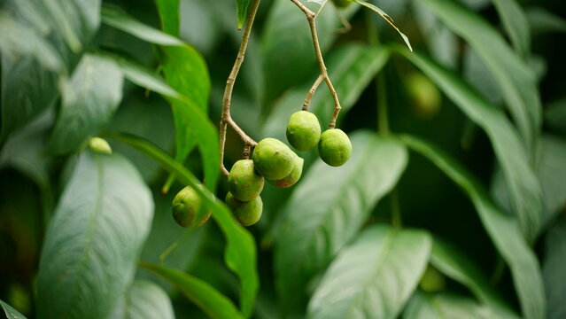 Close-up of Baccaurea ramiflora fruit on the tree
