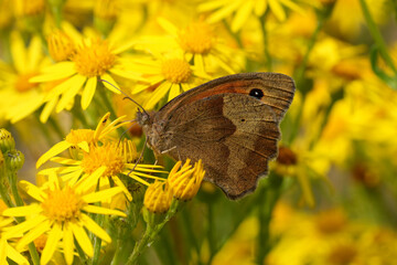 Obraz premium Colorful closeup on a Meadownbrown butterfly, Manioal jurtina on yellow flowers in a meadow