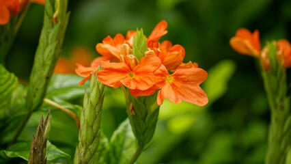 Close-up of Crossandra infundibuliformis flower blooming