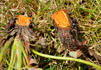 Werticilioza truskawki, groźna choroba grzybowa truskawki, zniszczony korzeń, grzyba Verticillium dahliae,  fungal plant pathogen, Verticillium wilt is a wilt disease 