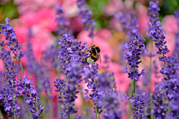 trzmiel na lawendzie, trzmiel na kwitach lawendy na różowym tle, bumblebee on lavender, bumblebee on lavender flowers on a pink background  © kateej