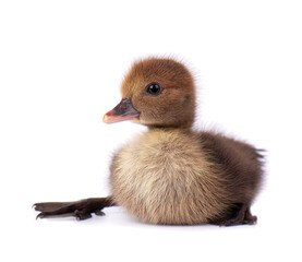 Newborn duckling isolated on white background. Little brown duck. Farm animals.