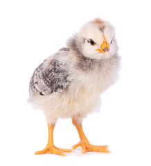 Obraz premium Newborn chicken isolated on white background. Little light gray chick. Farm animals.