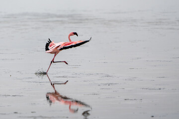 Lesser Flamingo (Phoeniconaias minor) searching for food in Walvis Bay in Namibia