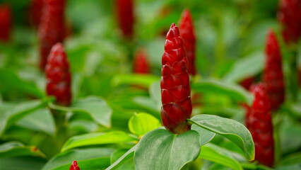 Close-up of Costus spicatus flower