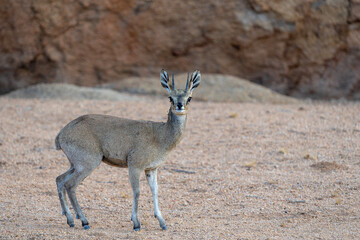 Male klipspringer (Oreotragus oreotragus) searching for food between the granite rocks at Spitzkoppe Mountains in Namibia