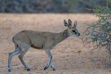 Male klipspringer (Oreotragus oreotragus) searching for food between the granite rocks at Spitzkoppe Mountains in Namibia