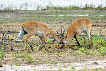 Lechwe fight. Male Lechwe, red lechwe, or southern lechwe (Kobus leche)  fighting on the Okanvanga floodplains in Mahango National Park in the Caprivistrip of Namibia