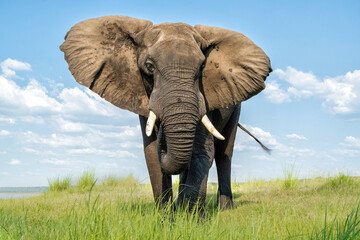 Fototapeta premium Close encounter with a bull elephant from a boat. African elephant showing dominant behaviour at the Chobe River between Botswana and Namibia in the green season.
