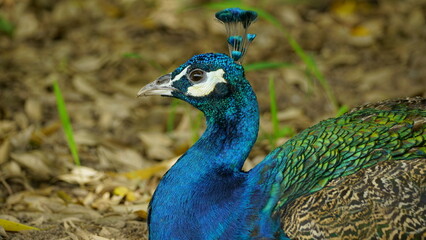 Fototapeta premium The peacock is lying under a tree in the park