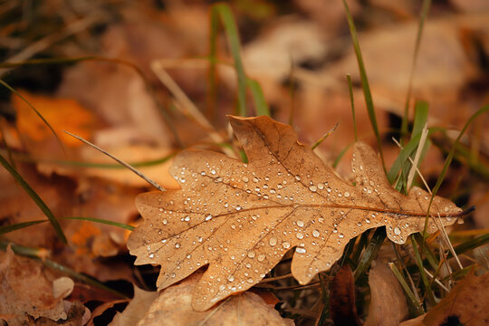 autumn oak leaf in raindrops on grass close up, abstract natural background. fall season concept. symbol of Autumn. rainy weather. temolate for design.