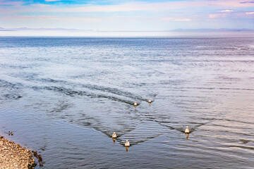 White pelicans graze in water