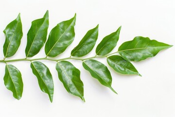 Obraz premium Curry Leaf. Fresh Leaves Perfect for Cooking Curry. Flora Frame in Nature