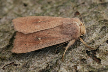 Close up on a fresh emerged European Clay owlet moth, Mythimna ferrago on wood