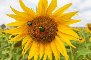 Naklejka premium Cetonia aurata or rose chafer on sunflower (Helianthus annuus)