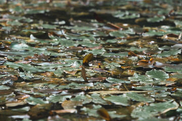 水に浮かぶ落ち葉