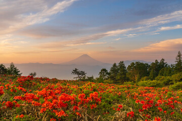 朝の甘利山からレンゲツツジと富士山